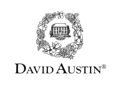 David Austin